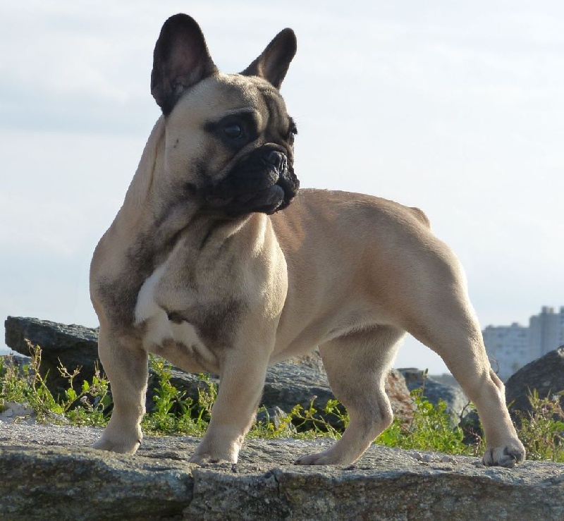 Lily jade espérance des Ulyskanes du Fleury